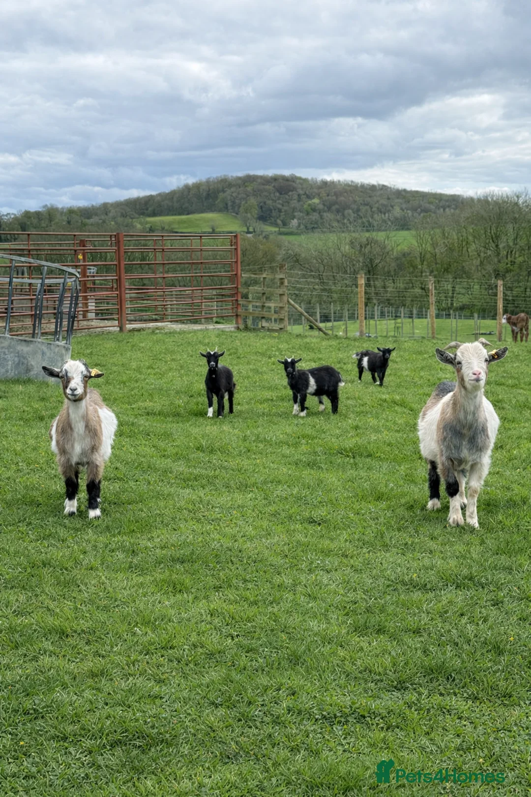 Goats livestock for sale: Pygmy goats! Various ages, all wether goats  - Advert 2