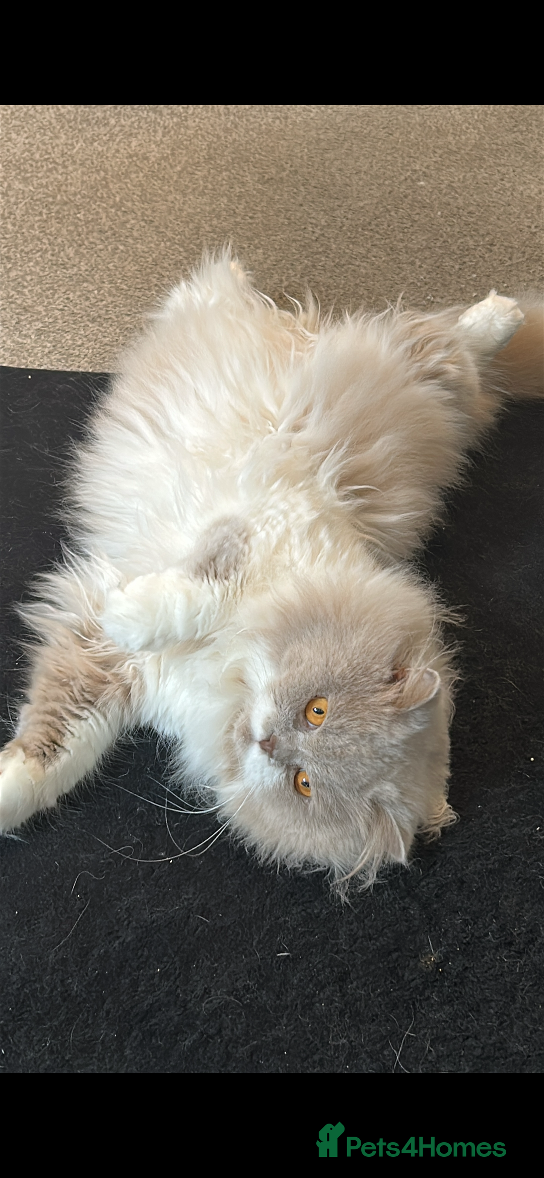 British Longhair cats for sale: Reluctant sale of our British Longhair boy - Advert 4
