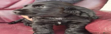 Cocker Spaniel 1