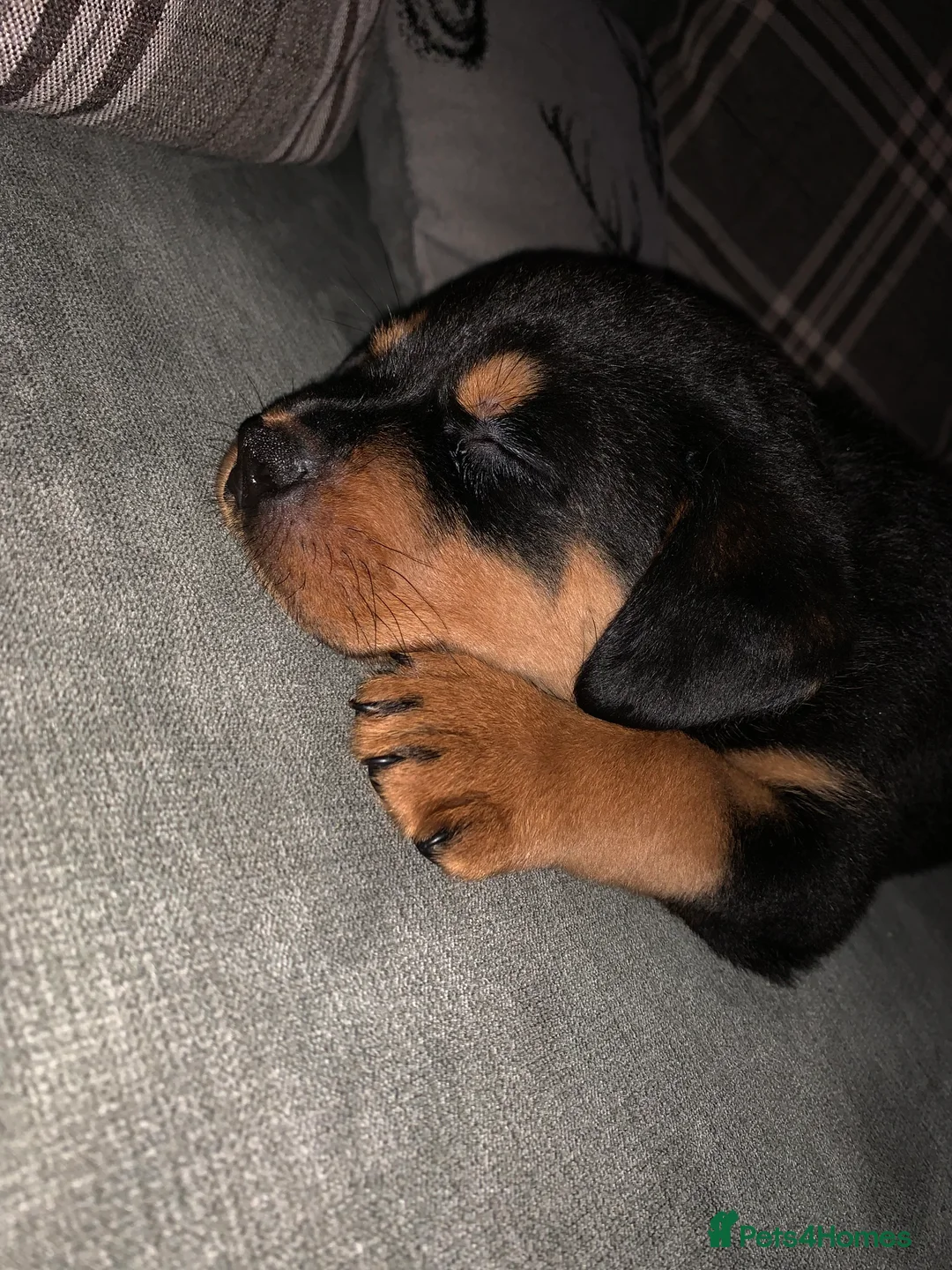 Rottweiler dogs for stud: MALE ROTTWEILER FOR STUD ONLY  - Advert 16