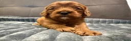 Cavapoo dogs for sale: Cavapoo puppies,health tested parents 5* licensed  - Advert 11