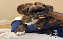 Boxer dogs for sale: Gorgeous boxer puppies from health tested parents  - Image 2