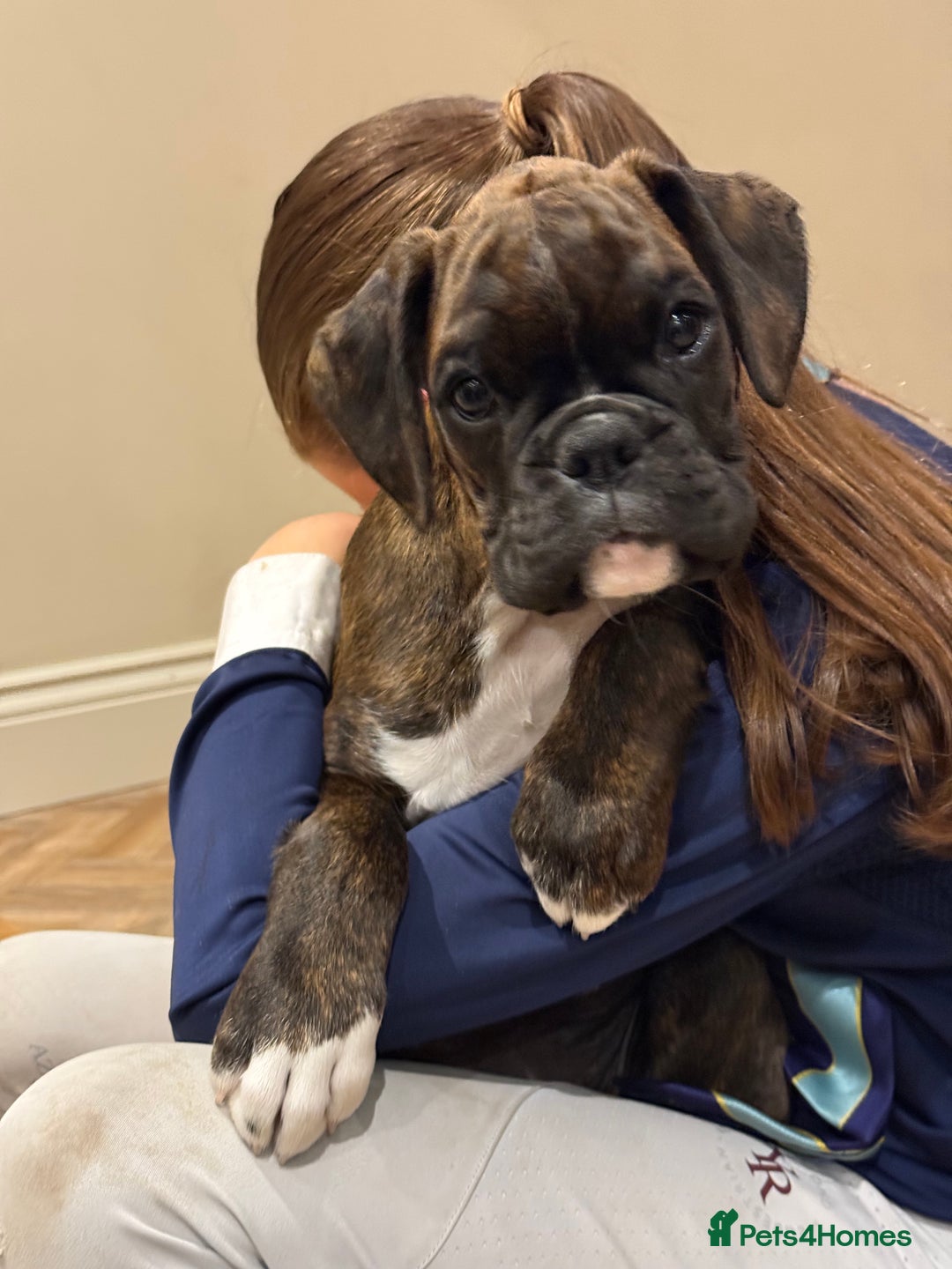 Boxer dogs for sale: Gorgeous boxer puppies from health tested parents  - Image 2