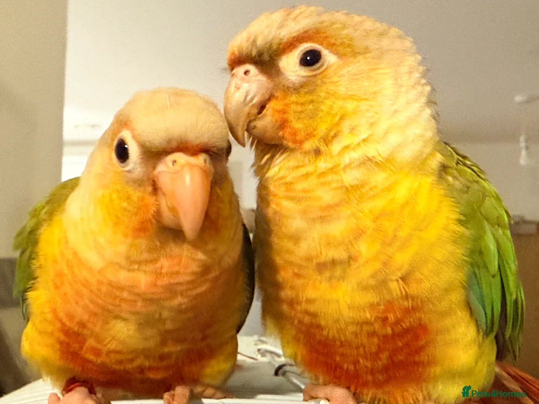 Conures birds for sale: Hand-Raised Pineapple Conure Babies – £300 Each - Advert 1