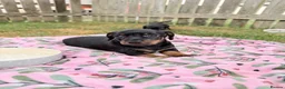 Miniature Dachshund dogs for sale: Stunning Miniature Dachshunds - Advert 3