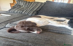English Springer Spaniel dogs for sale: English springer spaniel pups - Image 7