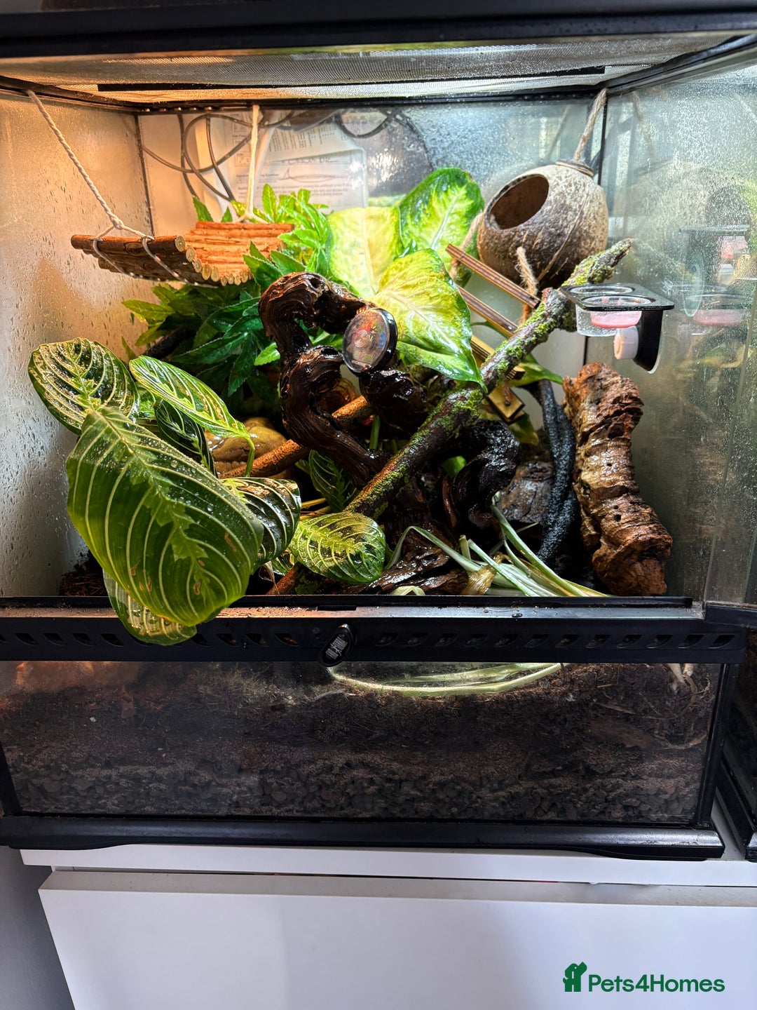 Gecko reptiles for sale: Crested geckos w/setup  - Image 7