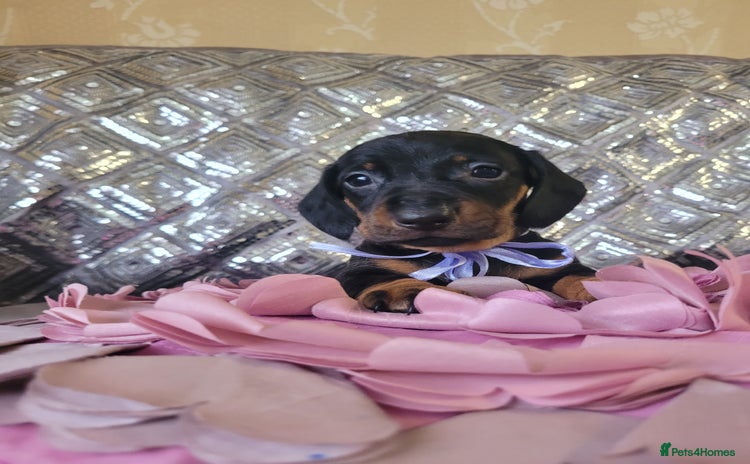 Miniature Dachshund dogs - Advert 6
