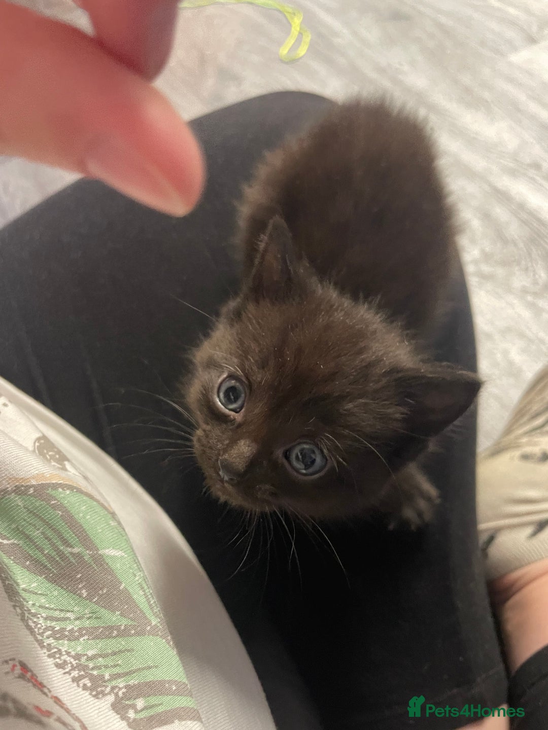 Mixed Breed cats for sale: 1 male still available  in Witney - Image 21