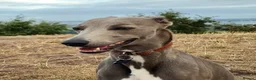 Whippet dogs for stud: KC Whippet for stud - Advert 12