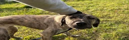 Mixed Breed dogs for adoption: Ebony - Norwich Norfolk  in Norwich - Advert 16