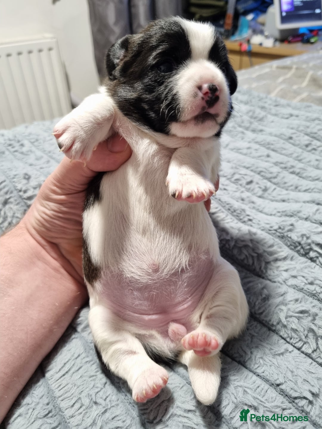 Jack Russell dogs for sale: Jack Russell X Shih Tzu Puppies - Advert 18
