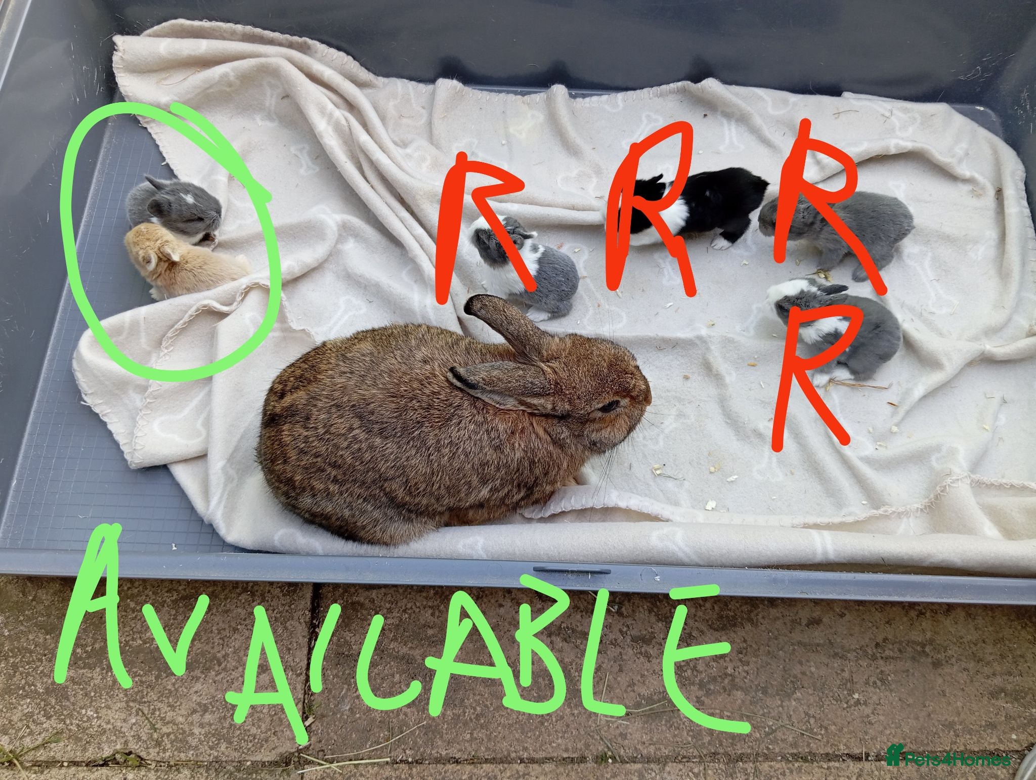 Mixed Breed rabbits Last 2 Dutch x Netherland kits + lionhead buck - Advert 6