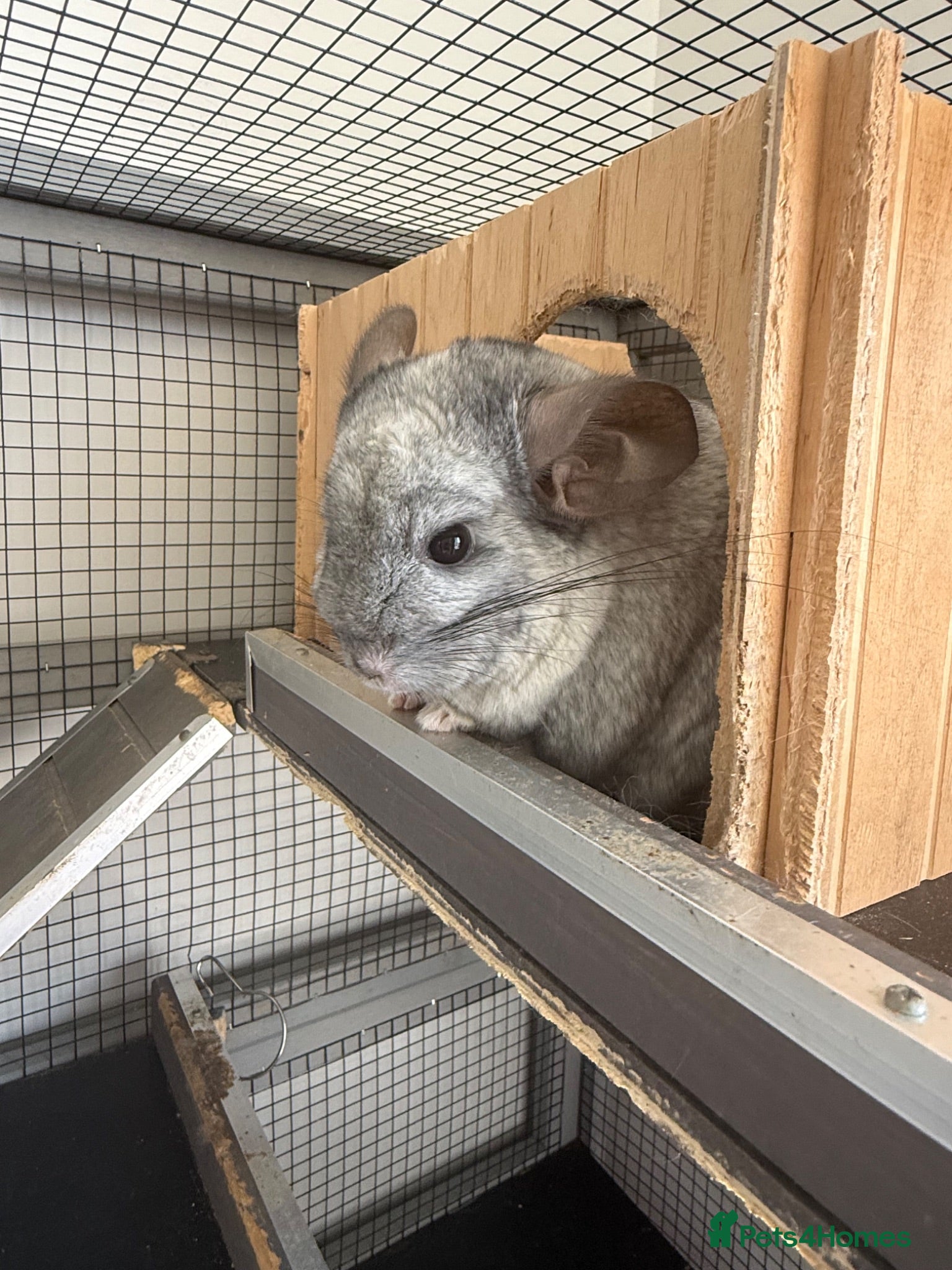 Chinchilla rodents Paired Male & Female Chinchilla  - Advert 1