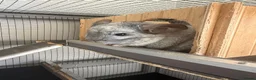 Chinchilla rodents for sale: Paired Male & Female Chinchilla  in Preston - Advert 1