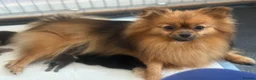 Pomeranian dogs for sale: Stunning Tiny KC Reg Pomeranian Puppies  - Advert 1