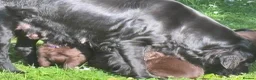Flat coated Retriever dogs for sale: Gorgeous liver and black Flatcoat Retrievers - Advert 4