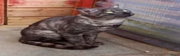 Bengal cats for stud: Unique Black Smoke Bengal stud boy - Advert 2