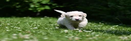 Goldendoodle dogs for sale: Quality Health Tested Goldendoodles - Advert 22