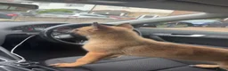 Mixed Breed dogs for sale: 2 x belgian malinois x german sheperd pups in Coventry - Advert 6