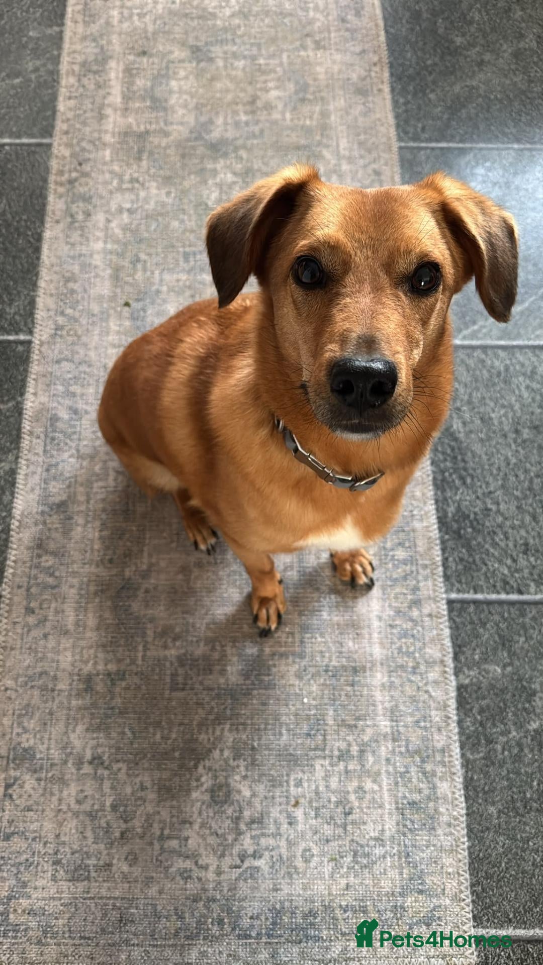Mixed Breed dogs 💙HARRY💙 – CLEVER, CUDDLY & FULL OF LOVE - Advert 1