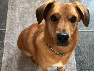 Mixed Breed dogs 💙HARRY💙 – CLEVER, CUDDLY & FULL OF LOVE - Advert 1