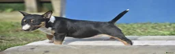 Miniature Bull terrier dogs for sale: Quality miniature english bull terrier puppies - Advert 5