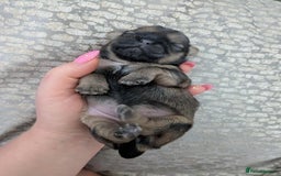Shih Tzu dogs for sale: 4 beautiful shih tzu puppies 2 female 2 male - Image 2