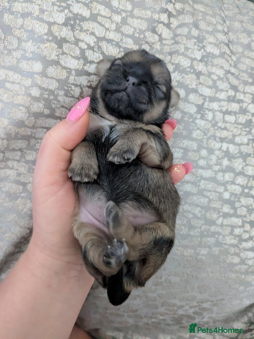 Shih Tzu dogs for sale: 4 beautiful shih tzu puppies 2 female 2 male - Image 2