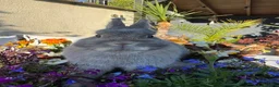 Netherland Dwarf rabbits for sale: Netherland dwarf bunny rabbits - Advert 2