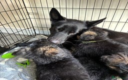 German Shepherd dogs for sale: German Shepherd pups for sale  - Image 11