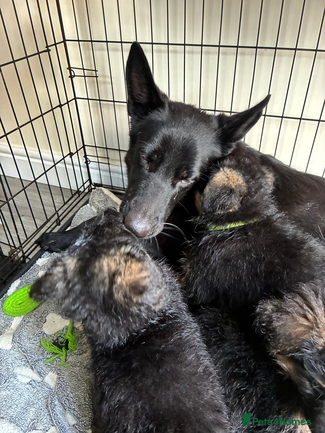 German Shepherd dogs for sale: German Shepherd pups for sale  - Image 11