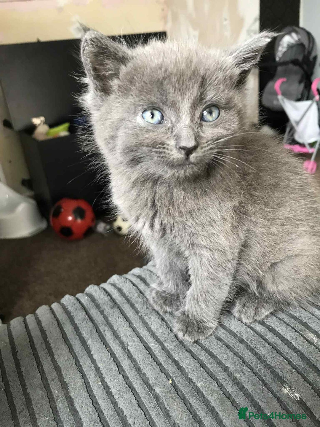 Ragdoll cats for sale: Grey boy  - Image 4