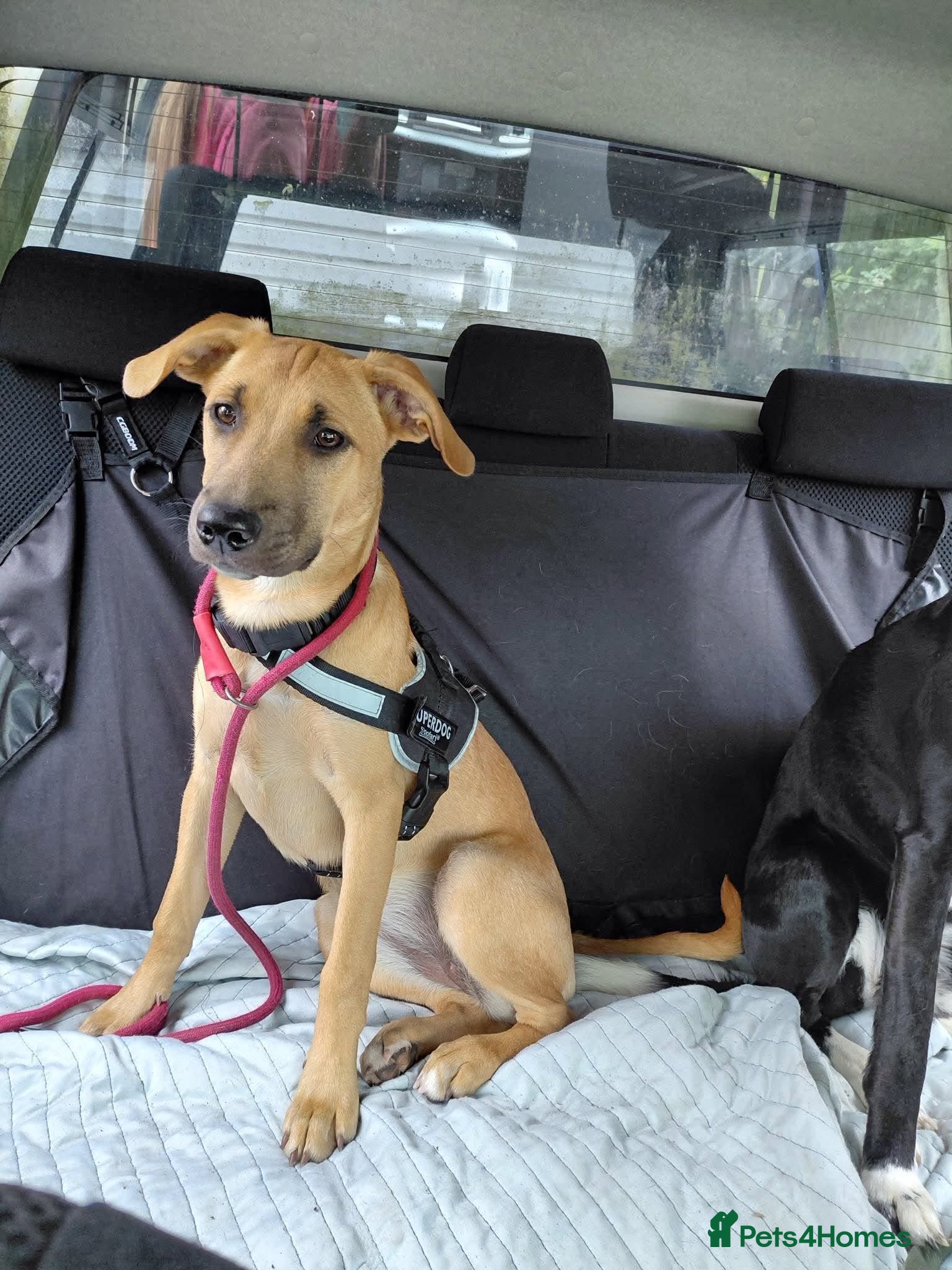 Mixed Breed dogs Ruby is looking for her forever home  - Advert 1