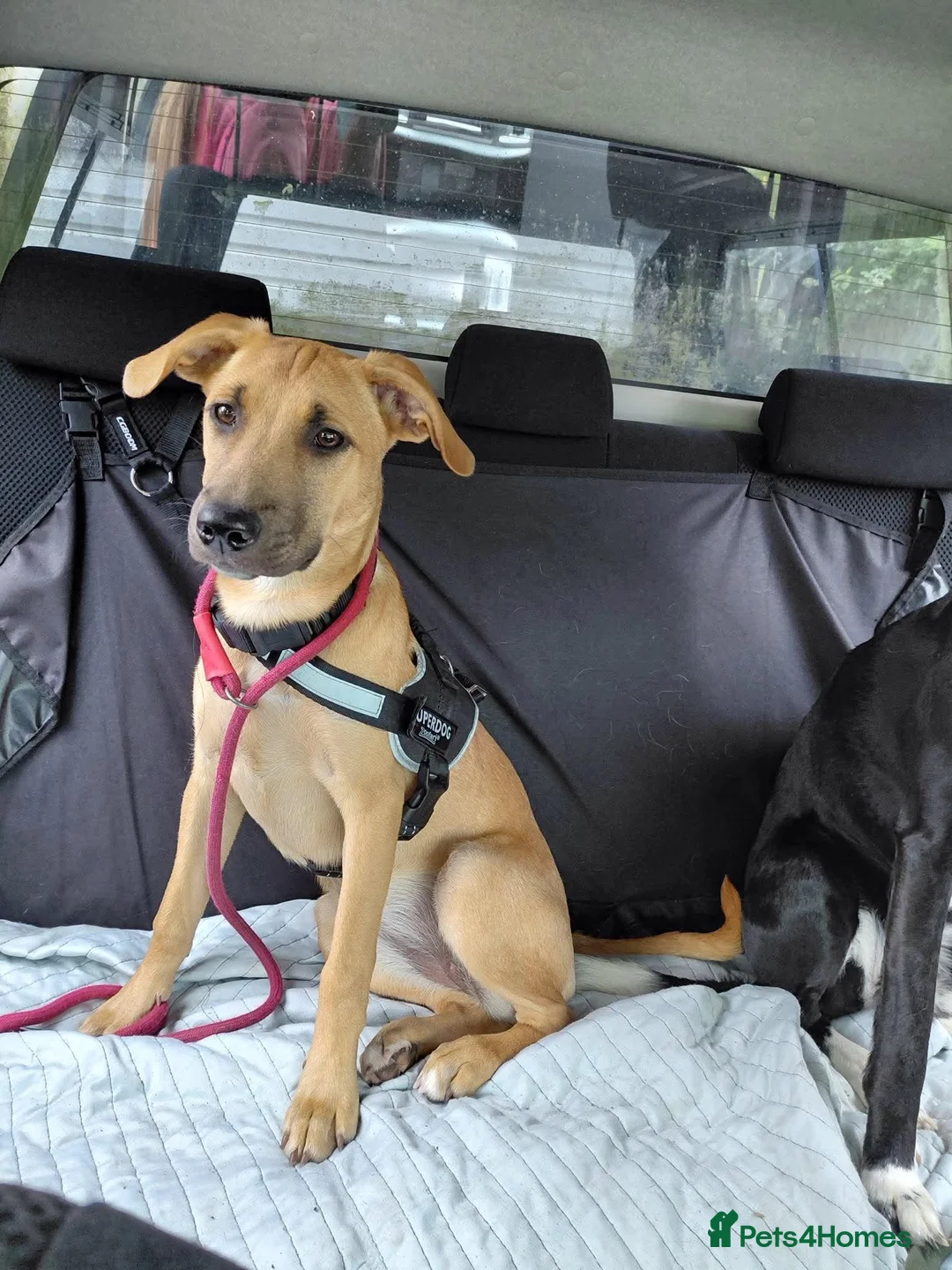 Mixed Breed dogs for adoption: Ruby is looking for her forever home  in Hayling Island - Advert 1