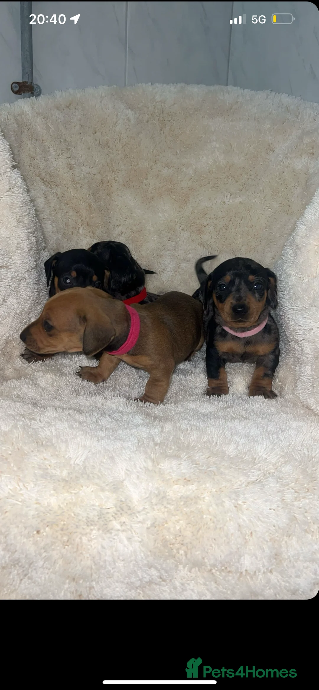 Dachshund dogs for sale: Tinkerbell & Chocolate’s Little sweethearts  - Advert 2