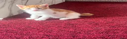 Mixed Breed cats for sale: Three beautiful kittens ready for new homes - Advert 4