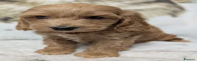 Cockapoo 10