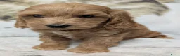 Cockapoo dogs for sale: Quality DNA Clear Cockapoo Puppies  - Advert 24