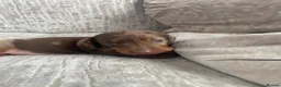Miniature Dachshund dogs for sale: Beautiful Dapple Miniature Dachshund - Ready 25/07 - Advert 2