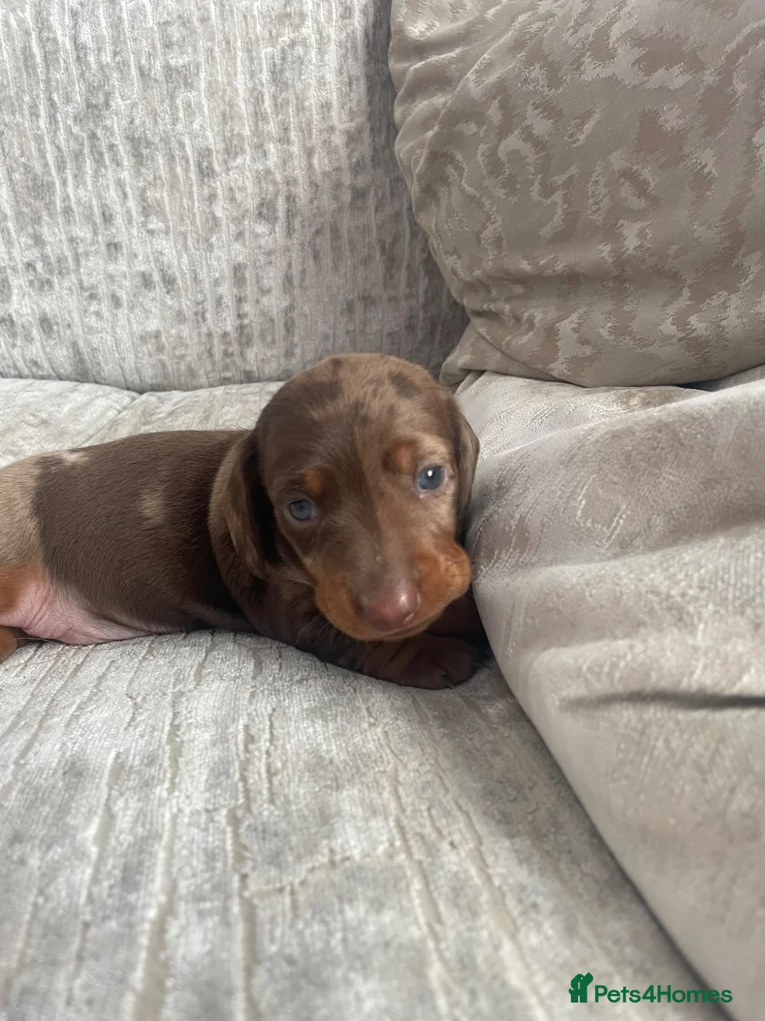Miniature Dachshund dogs for sale: Beautiful Dapple Miniature Dachshund - Ready 25/07 - Advert 2