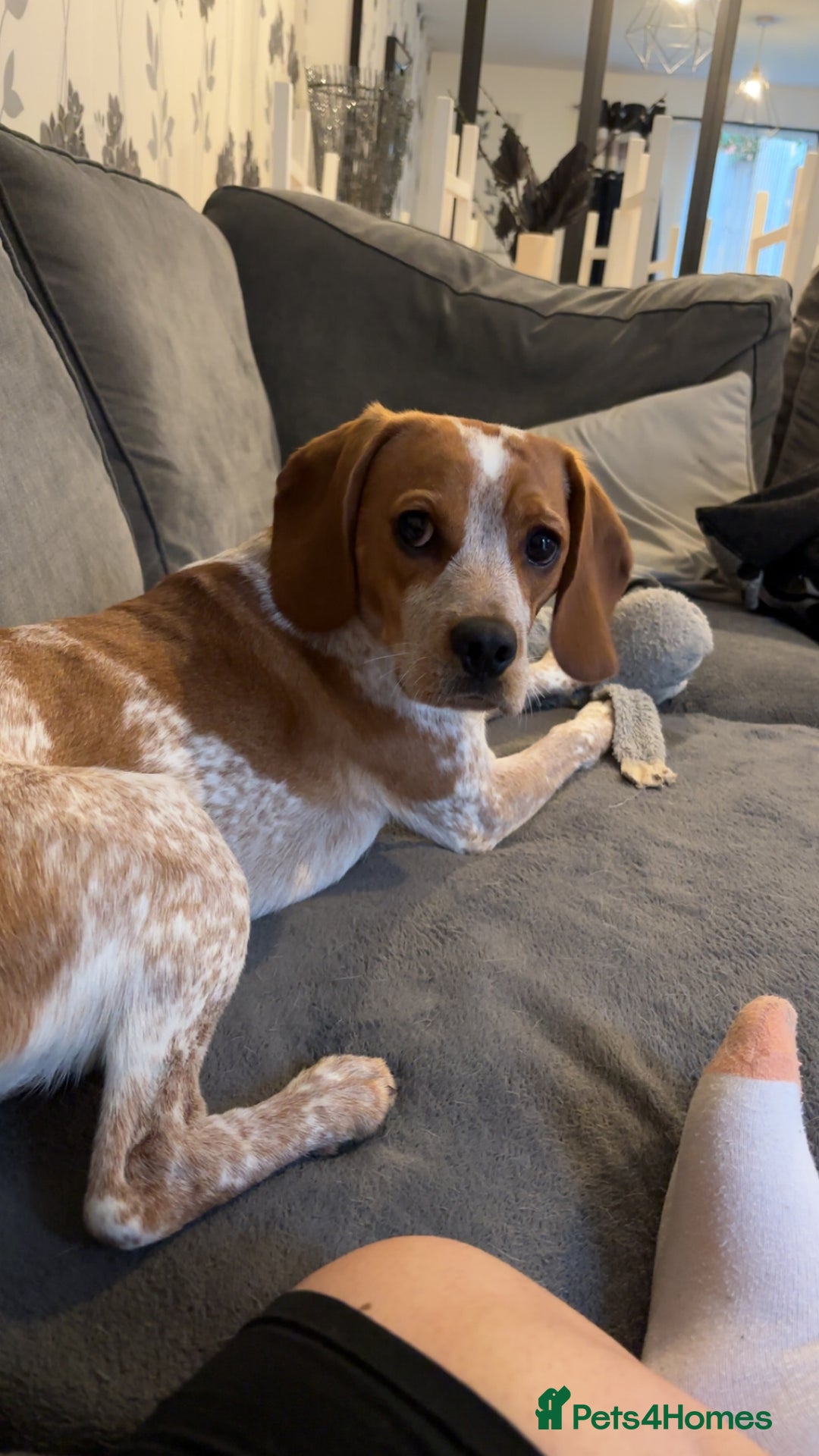 Beaglier dogs for sale: 13 month old beaglier  - Advert 11