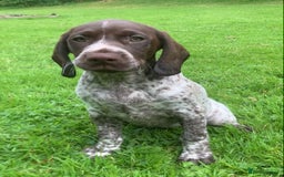 Mixed Breed dogs for sale: GSP X Springer pups (3 left) Northern Ireland  - Image 10