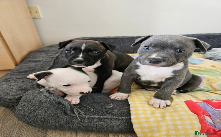 Staffordshire Bull Terrier dogs - Advert 15