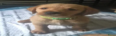 Labradoodle 1