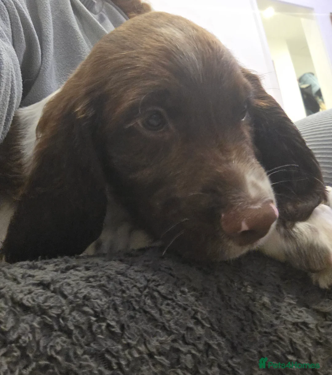 Sprocker dogs for sale: 3 BOYS READY FOR THERE FOREVER HOMES   - Advert 2