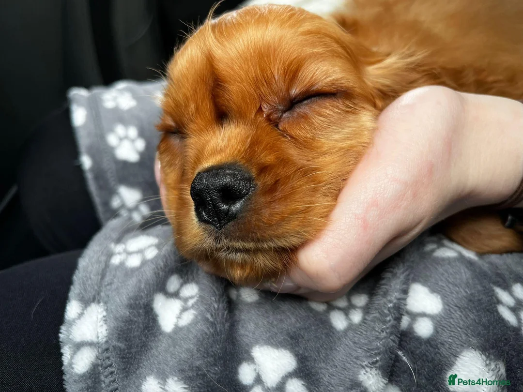 Cavalier King Charles Spaniel dogs for sale: Cavalier looking for new lap. - Advert 5