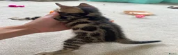 Bengal cats for sale: Bengal kittens for sale - Advert 4