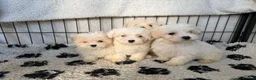 Mixed Breed dogs for sale: Cotonoodle pups ready now  - Advert 9