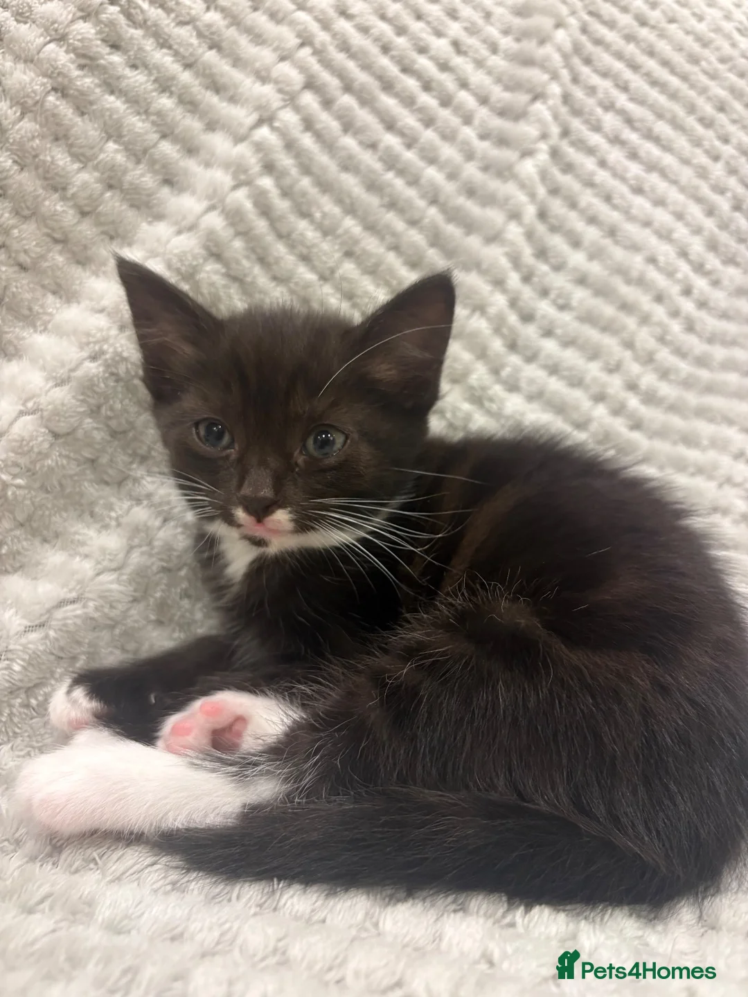 Mixed Breed cats for sale: 3 little kittens for sale adorable ready to go  - Advert 9